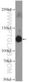 Contactin 1 antibody, 13843-1-AP, Proteintech Group, Western Blot image 