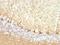 Neurofilament Light antibody, M02482, Boster Biological Technology, Immunohistochemistry frozen image 