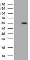 Thromboxane A Synthase 1 antibody, MA5-25166, Invitrogen Antibodies, Western Blot image 