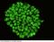 POU Class 5 Homeobox 1 antibody, 101282-T02, Sino Biological, Immunohistochemistry frozen image 