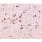 DLG Associated Protein 1 antibody, LS-C53309, Lifespan Biosciences, Immunohistochemistry paraffin image 