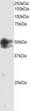 SMAD2 antibody, MBS420301, MyBioSource, Western Blot image 