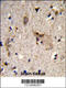 GPR antibody, 63-710, ProSci, Immunohistochemistry paraffin image 