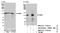 Exportin 1 antibody, NB100-79802, Novus Biologicals, Western Blot image 