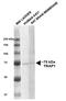 TRAP1 antibody, 11143, QED Bioscience, Western Blot image 