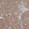 Chaperonin Containing TCP1 Subunit 8 antibody, HPA029426, Atlas Antibodies, Immunohistochemistry frozen image 