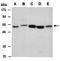 Doublecortin Like Kinase 1 antibody, orb67177, Biorbyt, Western Blot image 