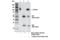 Actinin Alpha 1 antibody, 69758S, Cell Signaling Technology, Immunoprecipitation image 