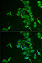 Inositol Polyphosphate-5-Phosphatase J antibody, 22-365, ProSci, Immunofluorescence image 