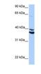 MyoD Family Inhibitor Domain Containing antibody, NBP1-91378, Novus Biologicals, Western Blot image 
