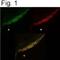 ATPase Plasma Membrane Ca2+ Transporting 4 antibody, MA1-914, Invitrogen Antibodies, Immunofluorescence image 