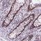 CDC Like Kinase 2 antibody, NBP2-47506, Novus Biologicals, Immunohistochemistry frozen image 