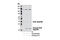 Caspase 7 antibody, 9478S, Cell Signaling Technology, Western Blot image 