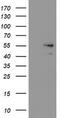 Sorting Nexin 8 antibody, CF502114, Origene, Western Blot image 