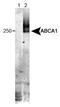 ATP Binding Cassette Subfamily A Member 1 antibody, NB100-2068, Novus Biologicals, Western Blot image 