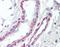 Thrombospondin 3 antibody, orb178838, Biorbyt, Immunohistochemistry paraffin image 