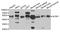 Killer Cell Lectin Like Receptor K1 antibody, STJ27876, St John