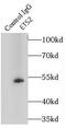 ETS Proto-Oncogene 2, Transcription Factor antibody, FNab02879, FineTest, Immunoprecipitation image 