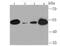 Lysine Methyltransferase 5A antibody, A05349-1, Boster Biological Technology, Western Blot image 