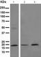 ADP Ribosylation Factor 1 antibody, ab108347, Abcam, Western Blot image 