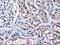 Heme Oxygenase 2 antibody, LS-C173458, Lifespan Biosciences, Immunohistochemistry frozen image 