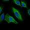 Aurora Kinase A antibody, NBP2-22118, Novus Biologicals, Immunofluorescence image 