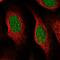 GIT ArfGAP 1 antibody, NBP1-91111, Novus Biologicals, Immunofluorescence image 