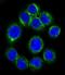 Erythropoietin Receptor antibody, LS-C167792, Lifespan Biosciences, Immunofluorescence image 