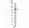 Tumor necrosis factor alpha-induced protein 2 antibody, 33-012, ProSci, Western Blot image 