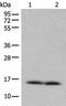 Cytochrome C Oxidase Subunit 7A2 Like antibody, PA5-68411, Invitrogen Antibodies, Western Blot image 