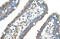 Carbamoyl-Phosphate Synthase 1 antibody, 30-096, ProSci, Enzyme Linked Immunosorbent Assay image 