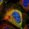 ArfGAP With Dual PH Domains 1 antibody, HPA007033, Atlas Antibodies, Immunocytochemistry image 