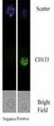Prominin 1 antibody, NB120-16518, Novus Biologicals, Immunoprecipitation image 