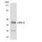 N-arachidonyl glycine receptor antibody, LS-C292034, Lifespan Biosciences, Western Blot image 
