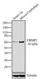 Dihydropyrimidinase Like 2 antibody, PA3-120, Invitrogen Antibodies, Western Blot image 