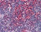 Arrestin Beta 2 antibody, 51-885, ProSci, Immunohistochemistry frozen image 