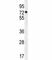 MutL Homolog 1 antibody, F41625-0.4ML, NSJ Bioreagents, Western Blot image 