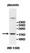 Insulin Like 3 antibody, orb77995, Biorbyt, Western Blot image 