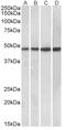 BEN Domain Containing 5 antibody, AP32947PU-N, Origene, Western Blot image 
