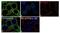 Eukaryotic Translation Elongation Factor 2 antibody, 711842, Invitrogen Antibodies, Immunocytochemistry image 