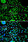 Atonal BHLH Transcription Factor 7 antibody, A7273, ABclonal Technology, Immunofluorescence image 