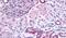 Pipp antibody, PA5-32876, Invitrogen Antibodies, Immunohistochemistry paraffin image 