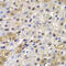 Mitotic Arrest Deficient 1 Like 1 antibody, 14-043, ProSci, Immunohistochemistry frozen image 