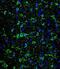 MAP2 antibody, abx025211, Abbexa, Immunohistochemistry frozen image 