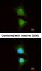 Phosphatidylinositol-4,5-Bisphosphate 3-Kinase Catalytic Subunit Beta antibody, NBP1-33116, Novus Biologicals, Immunocytochemistry image 