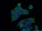 Protein Kinase C Alpha antibody, 66421-1-Ig, Proteintech Group, Immunofluorescence image 