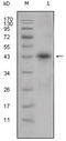 Apolipoprotein L1 antibody, M01841, Boster Biological Technology, Western Blot image 