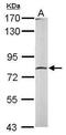 Calpain 2 antibody, PA5-29381, Invitrogen Antibodies, Western Blot image 