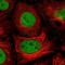 Proteasome 26S Subunit, Non-ATPase 7 antibody, HPA056069, Atlas Antibodies, Immunofluorescence image 
