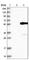 Serine Protease 35 antibody, HPA038787, Atlas Antibodies, Western Blot image 